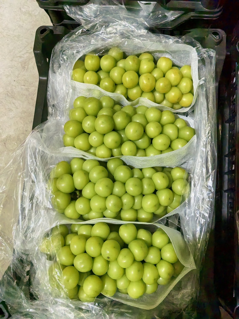 阳光玫瑰葡萄