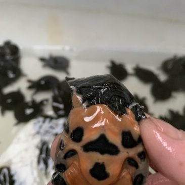 冷水甲鱼苗