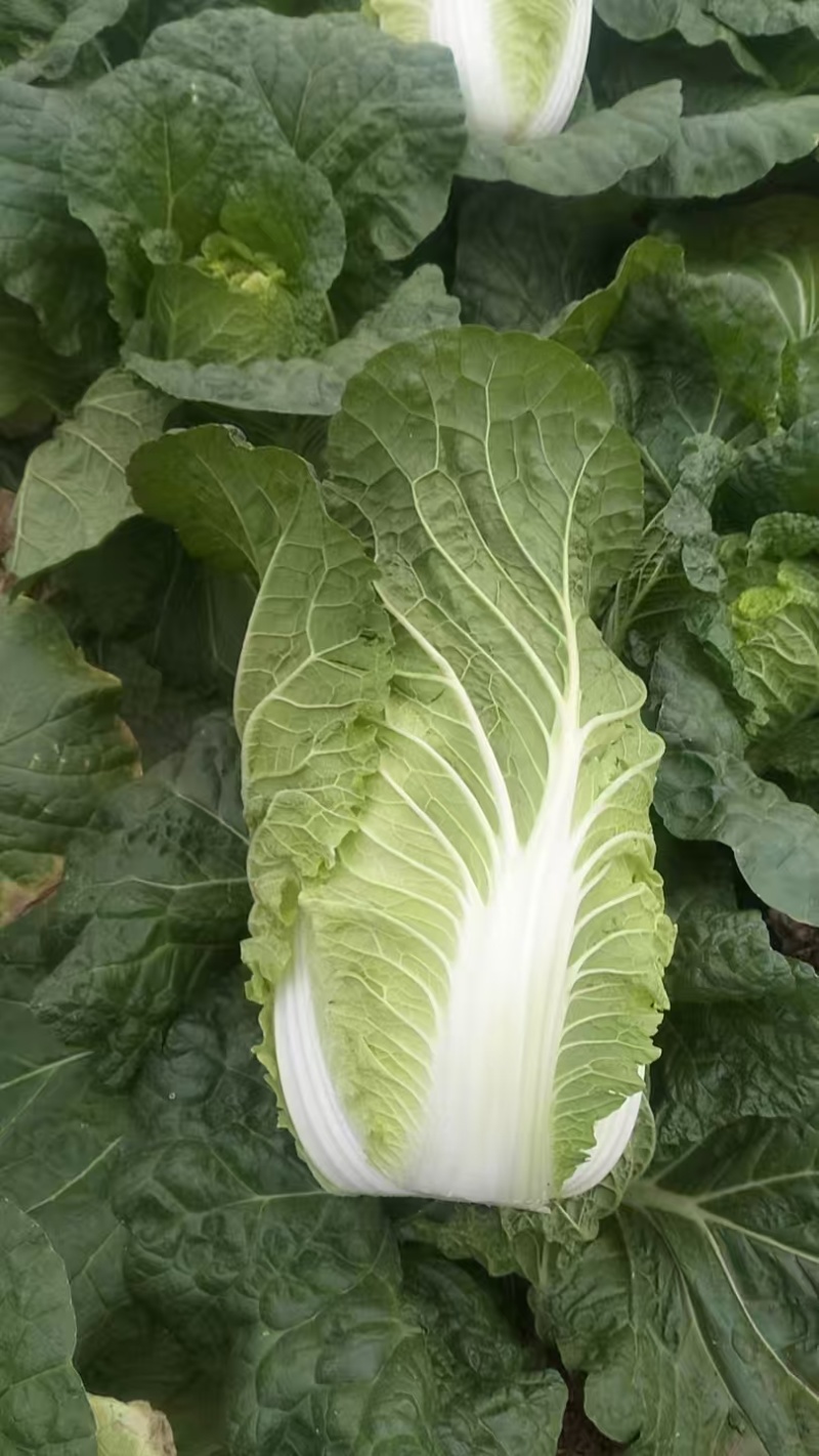 娃娃菜