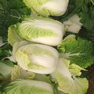 娃娃菜