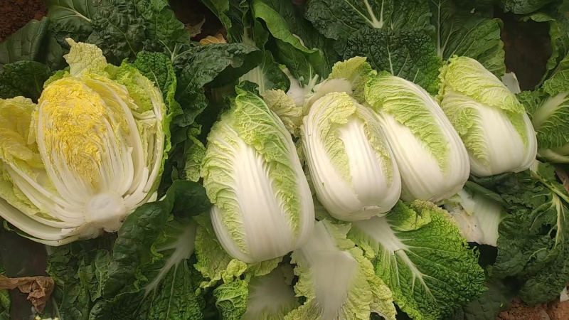娃娃菜