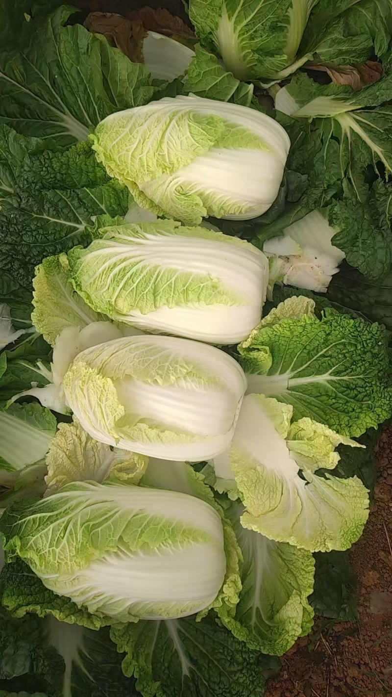 娃娃菜