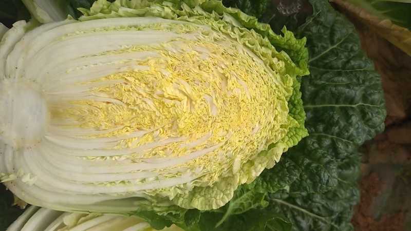 娃娃菜