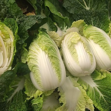 娃娃菜