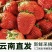 云南蒙特瑞草莓，现摘现发大果多耐运输口感香甜！
