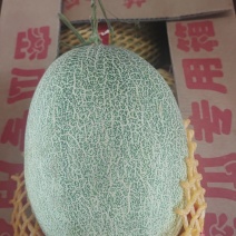 哈密瓜