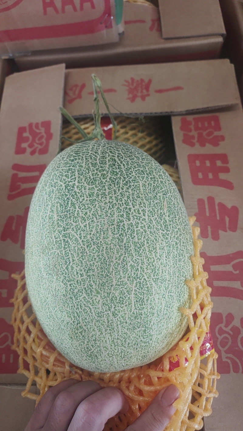 哈密瓜