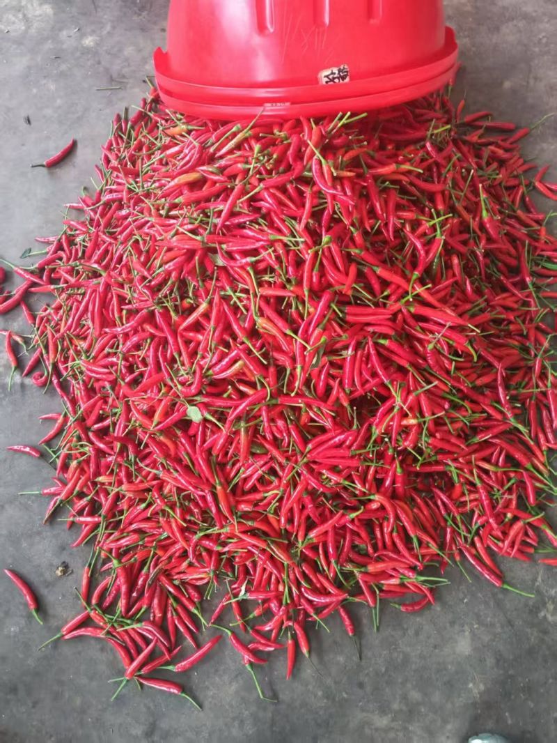 小米椒