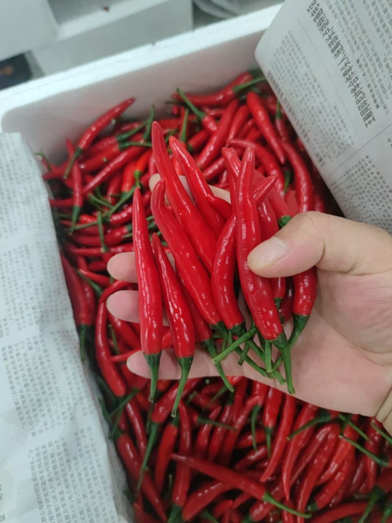 小米椒