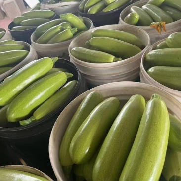 绿皮西葫芦产地直销量大质优价格优惠支持视频看货