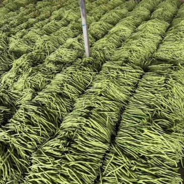 【热卖】芸豆白产地直销量大质优价优欢迎各大老板