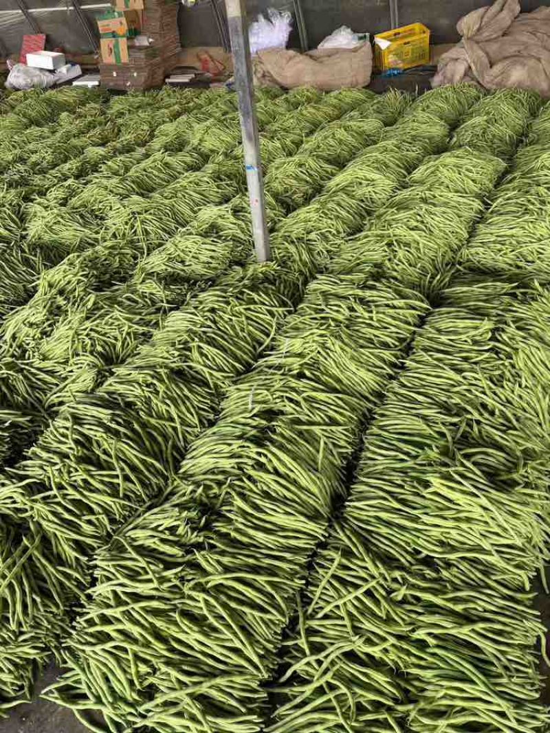 【热卖】芸豆白产地直销量大质优价优欢迎各大老板