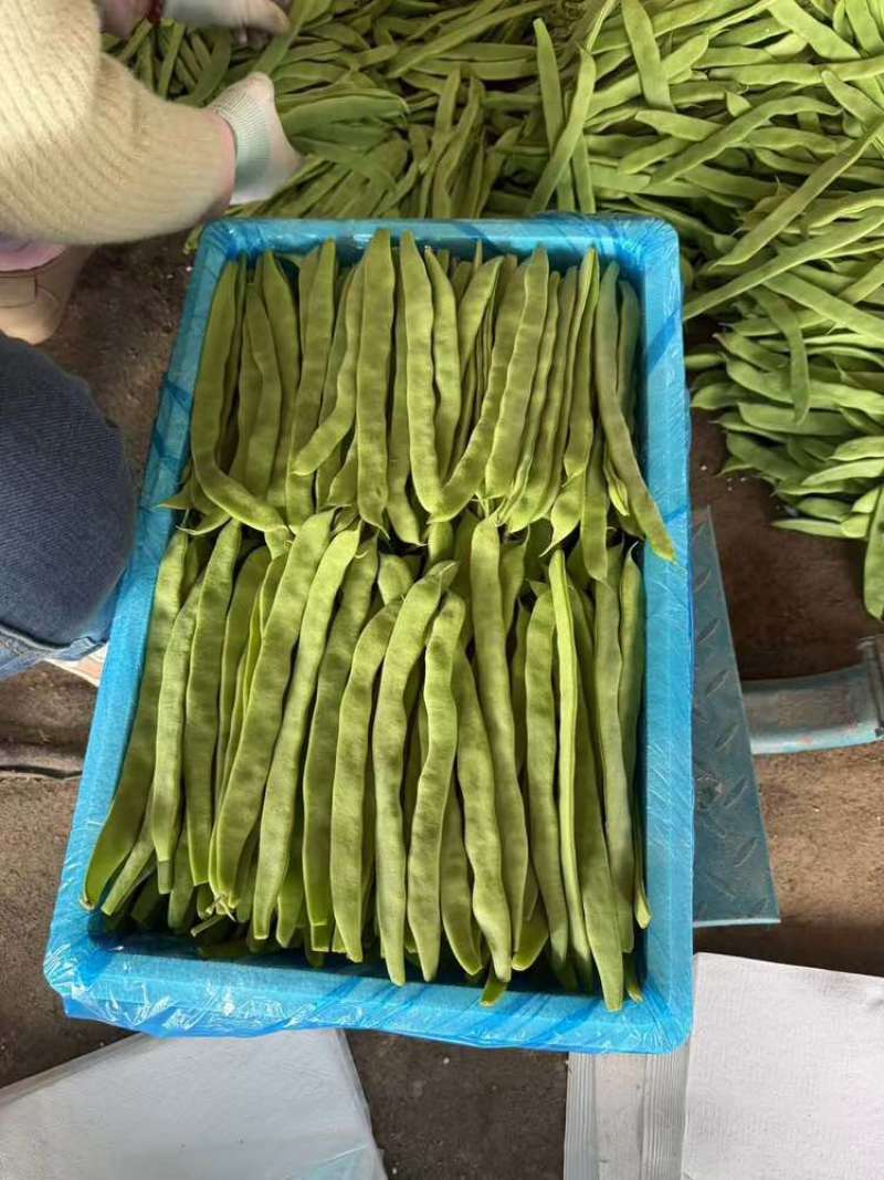 【热卖】芸豆白产地直销量大质优价优欢迎各大老板