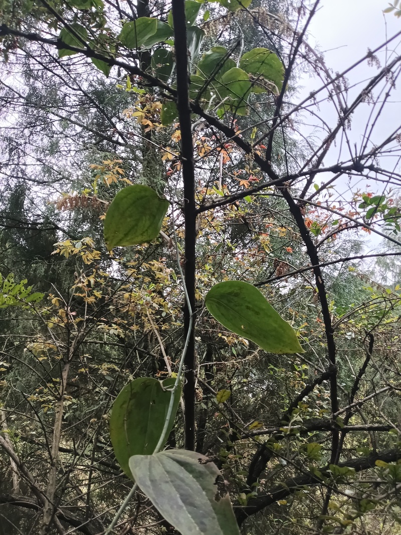 野生金刚藤，产地直销无中间商