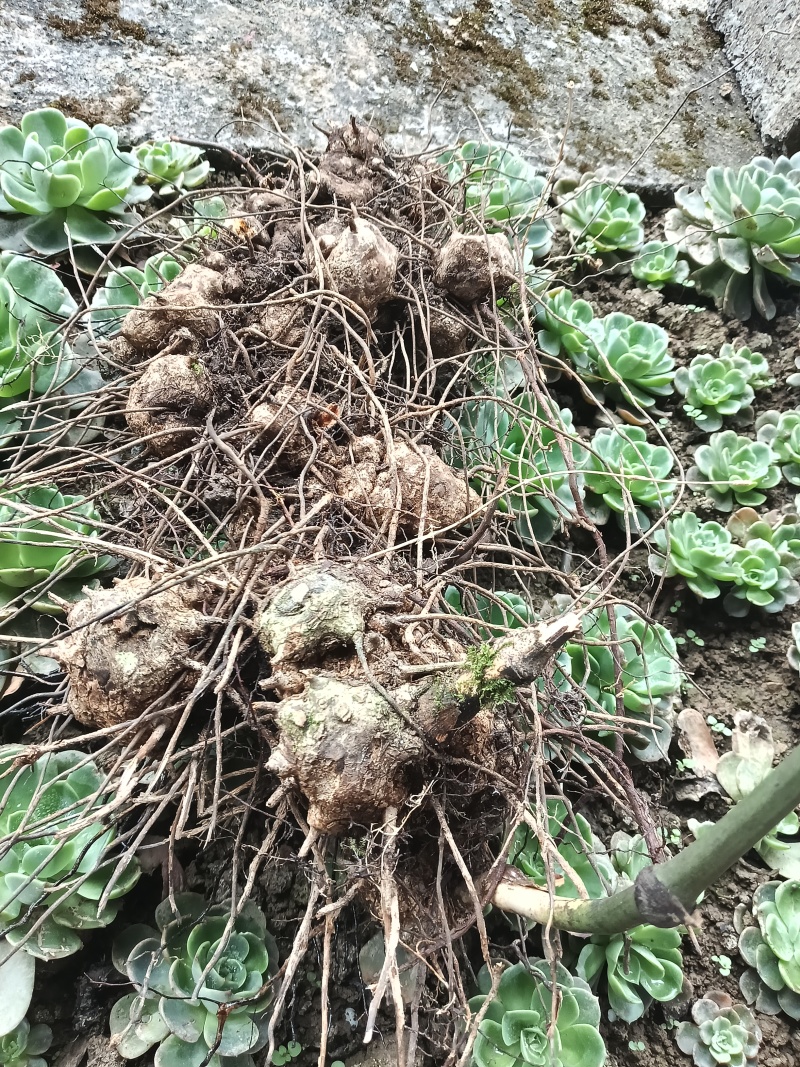 野生金刚藤，产地直销无中间商
