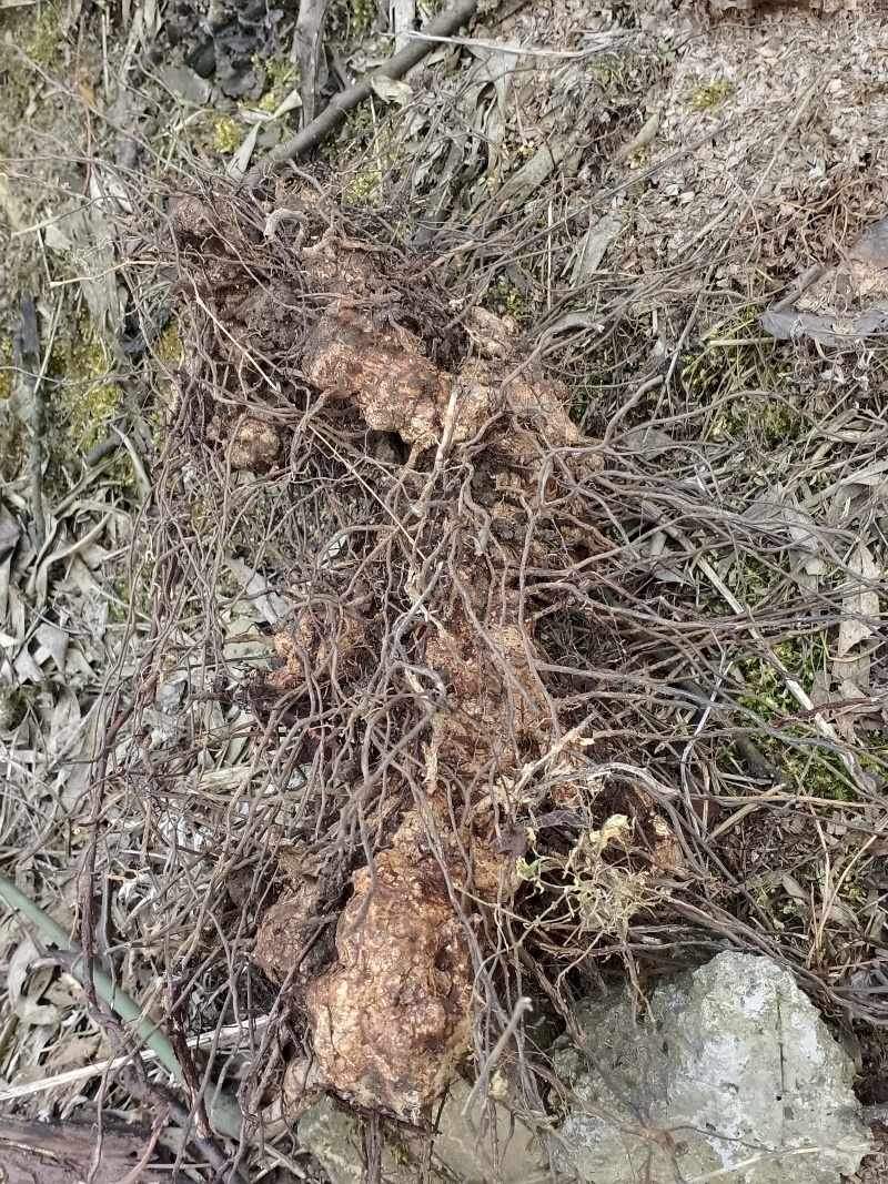 野生金刚藤，产地直销无中间商