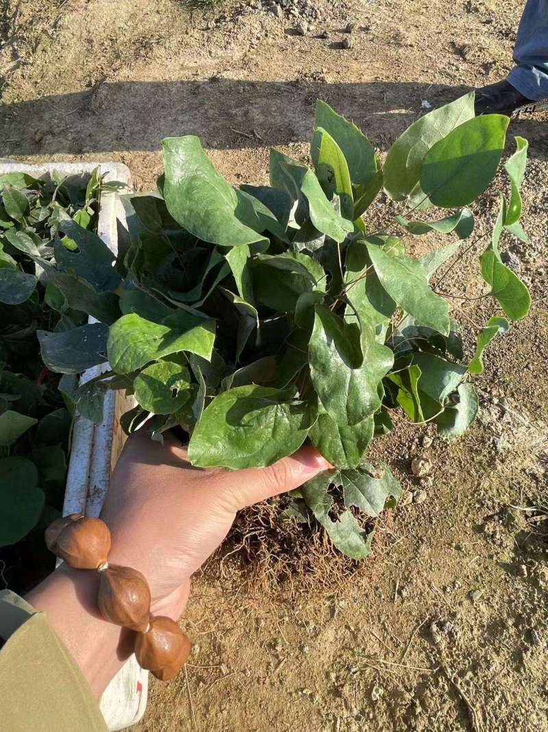 柔毛淫羊藿苗