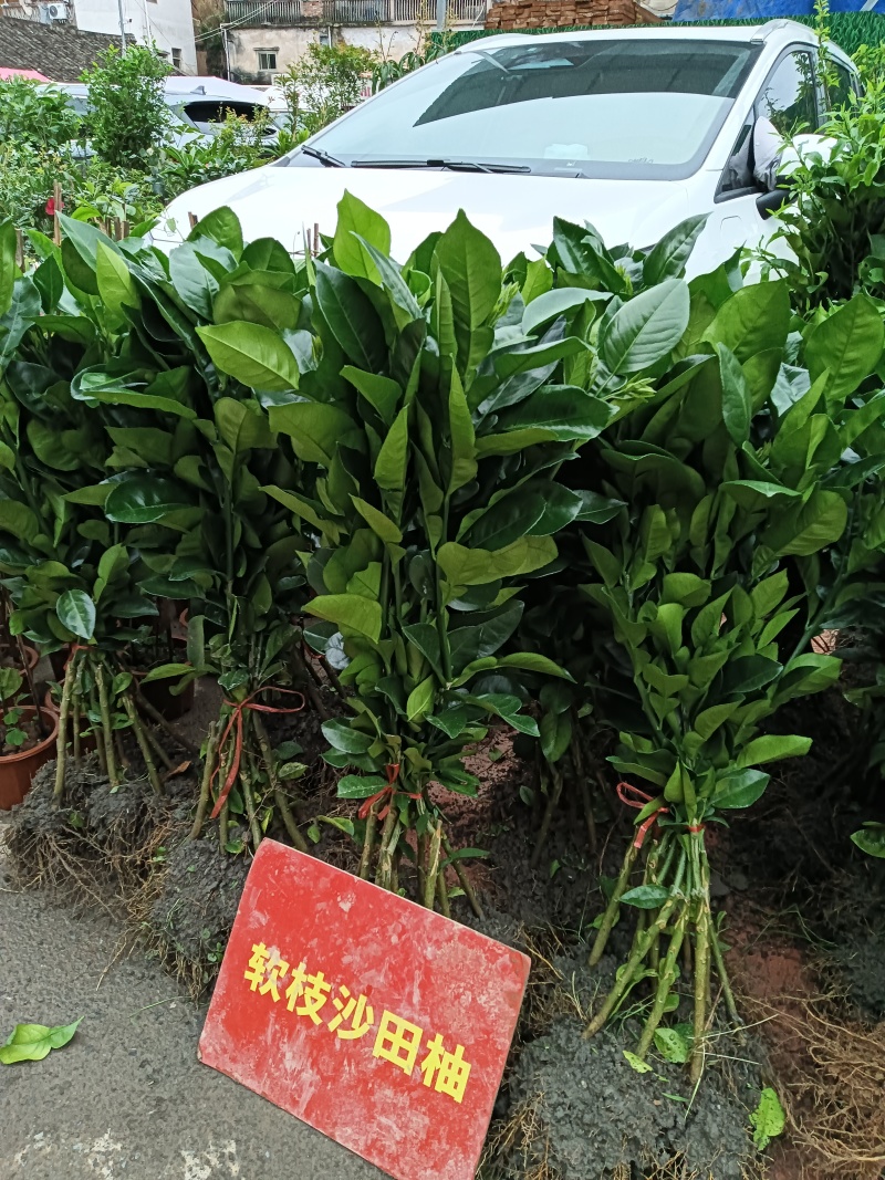 梅州柚苗