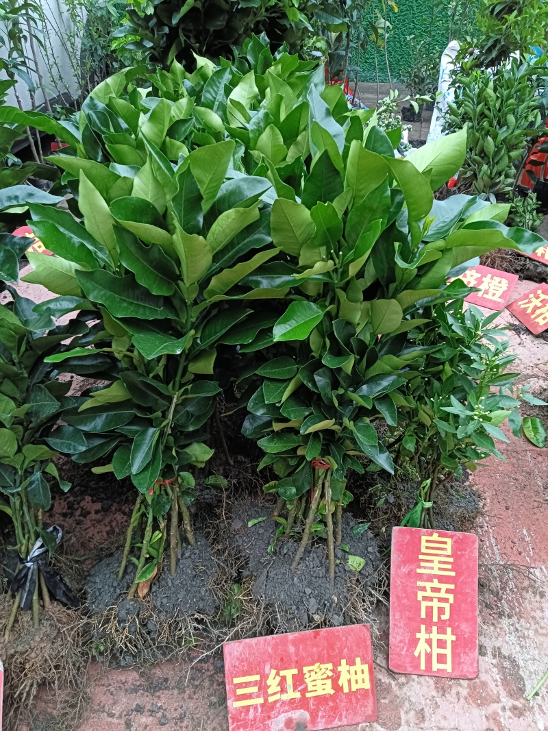 梅州柚苗