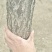 青岛莱西流苏树