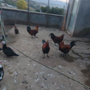 云县茂兰土鸡