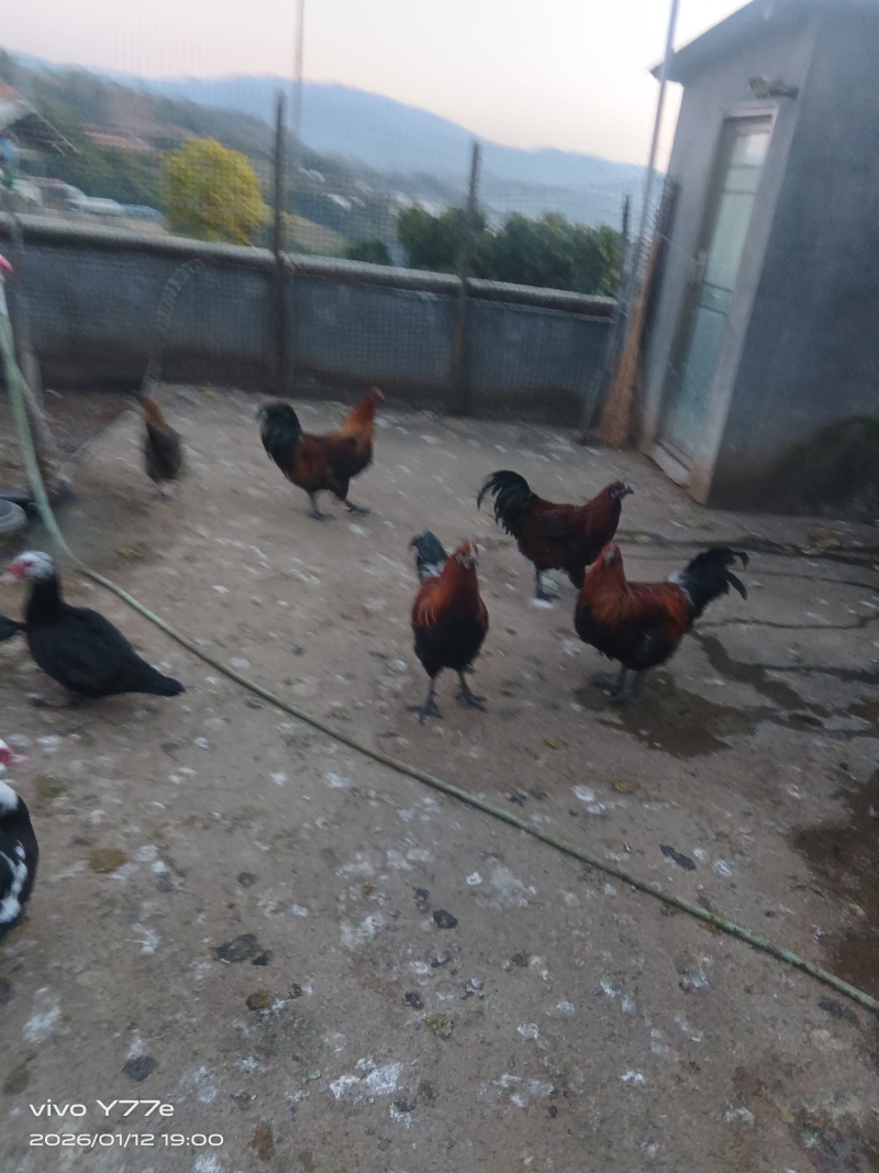 云县茂兰土鸡