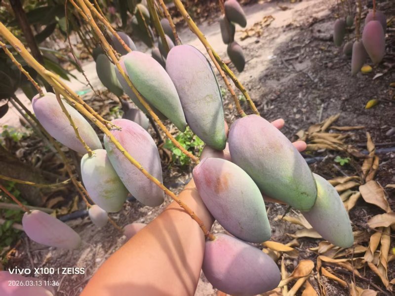 海南贵妃芒，大量供应，产地直发