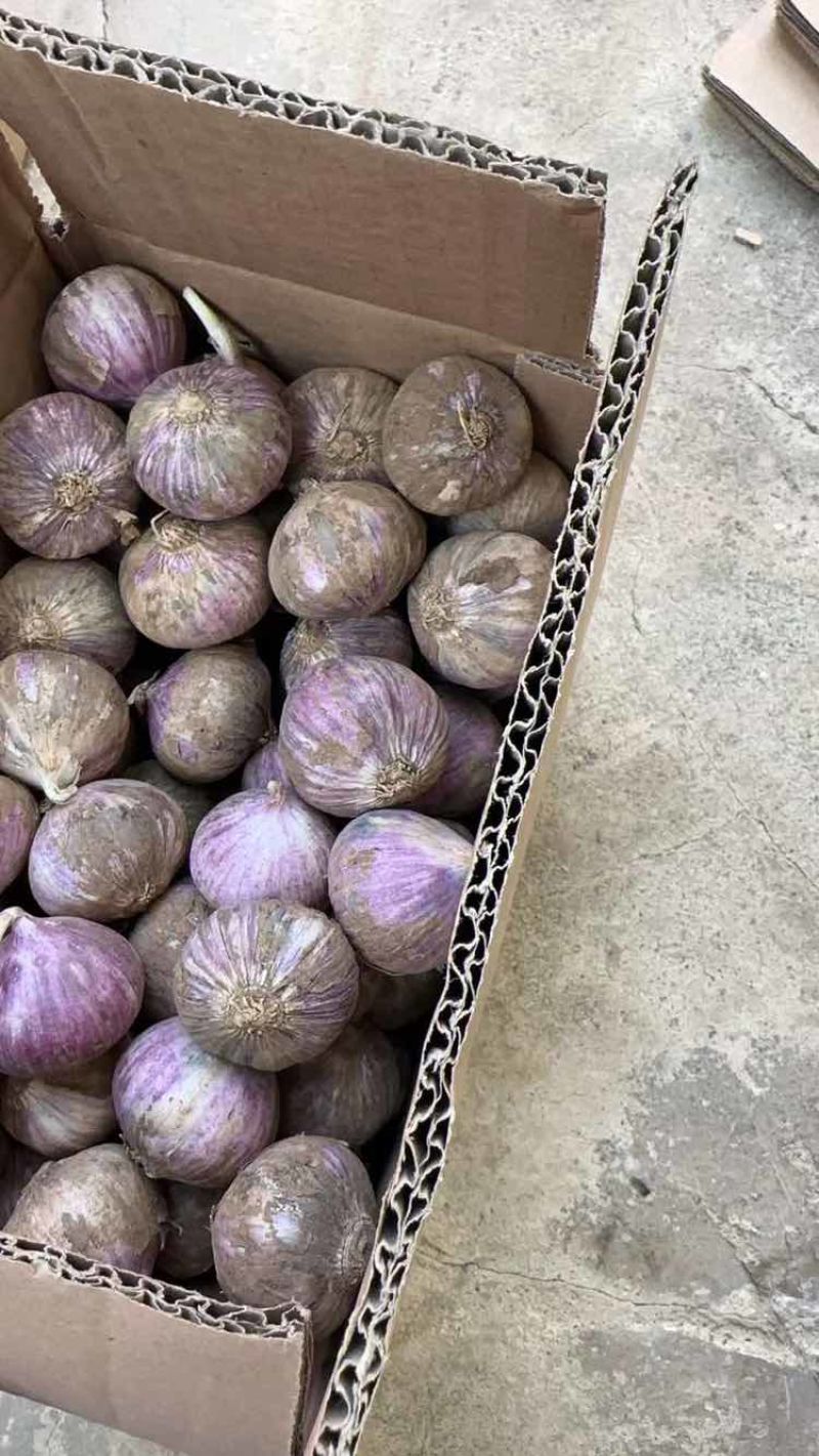 26年**大理新鲜蒜，瓣蒜、独头蒜，品质高，价格低。