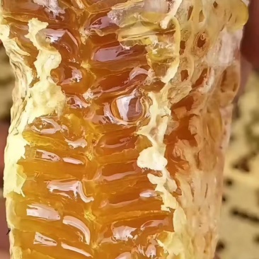 正宗百花蜜土蜂蜜