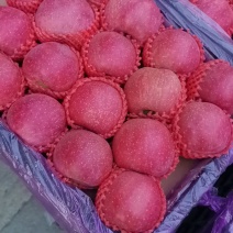山东红富士苹果
