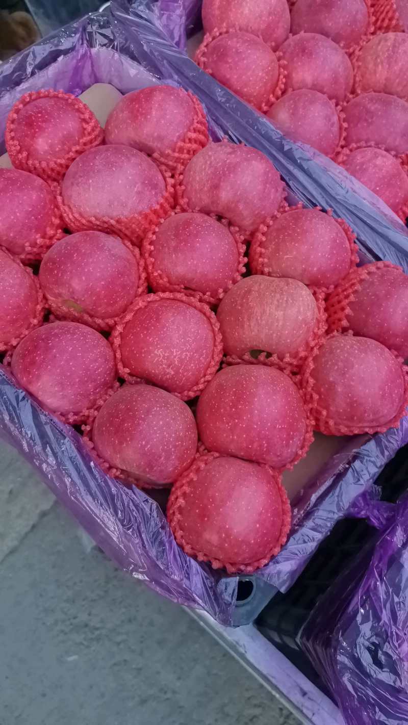 山东红富士苹果