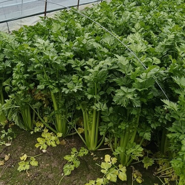 江苏南通西芹