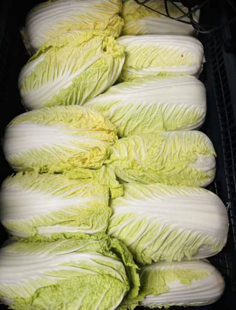 源头基地娃娃菜市场货电商货量大价优