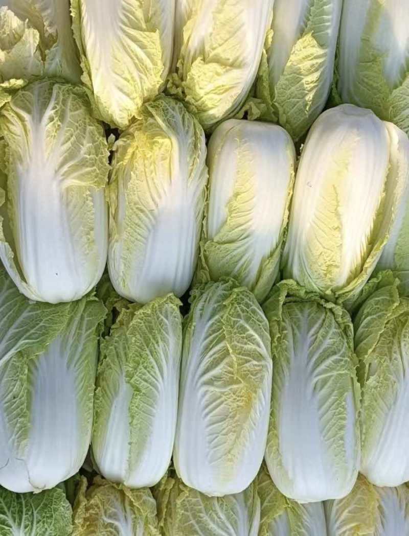 源头基地娃娃菜市场货电商货量大价优