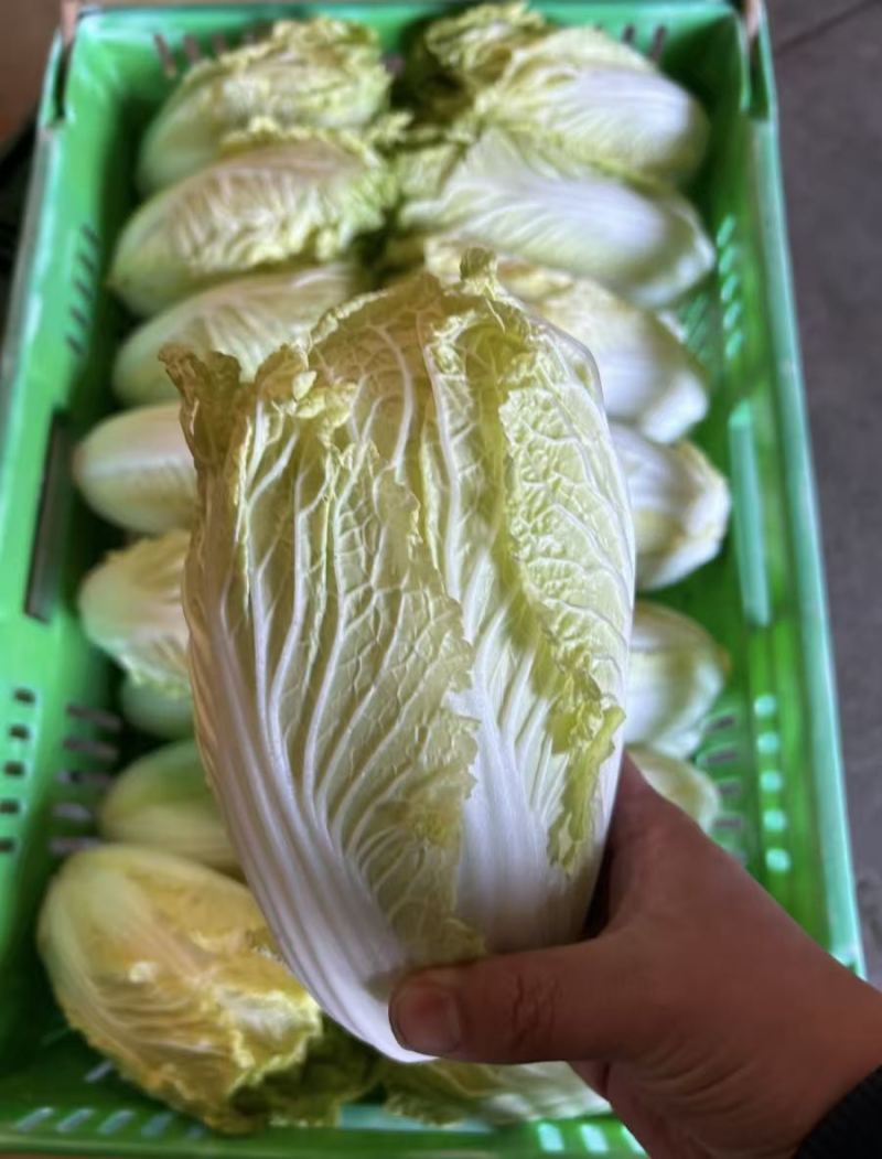 源头基地娃娃菜市场货电商货量大价优