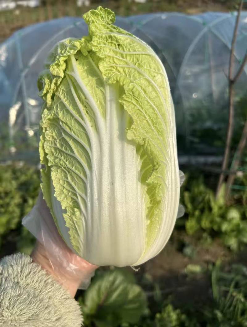 源头基地娃娃菜市场货电商货量大价优