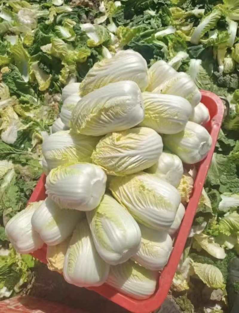 全种类娃娃菜商标市场电商均可承接量大价优