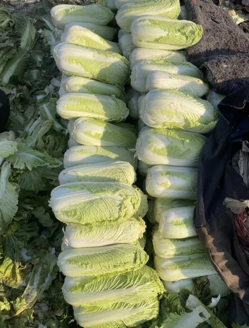 全种类娃娃菜商标市场电商均可承接量大价优