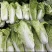 全种类娃娃菜商标市场电商均可承接量大价优
