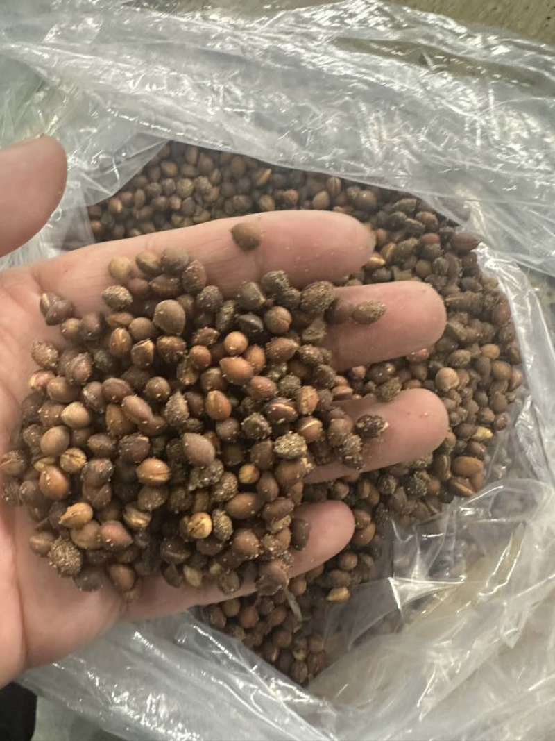 马哈利种子