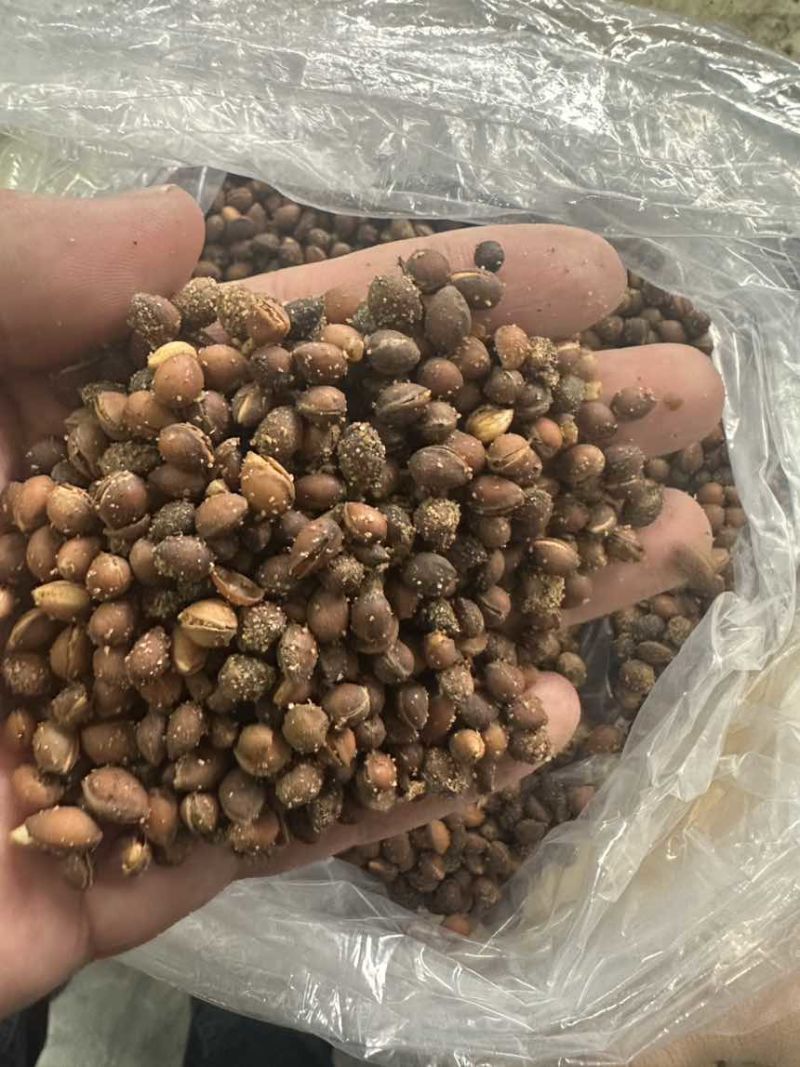 马哈利种子
