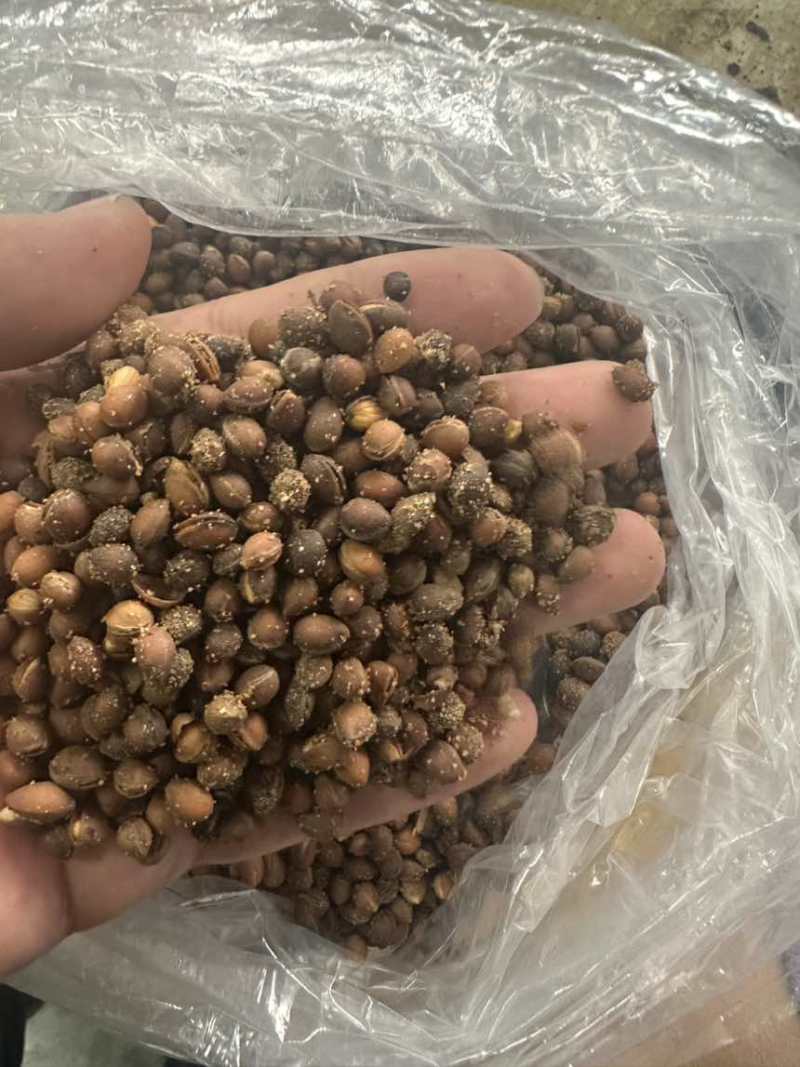 马哈利种子