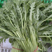 大棚茼蒿
