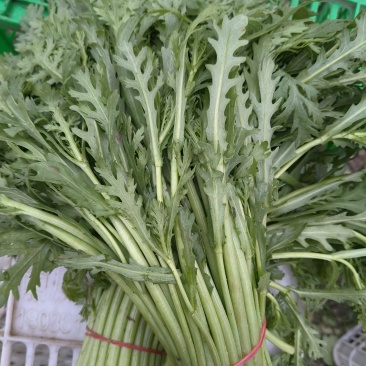 大棚茼蒿