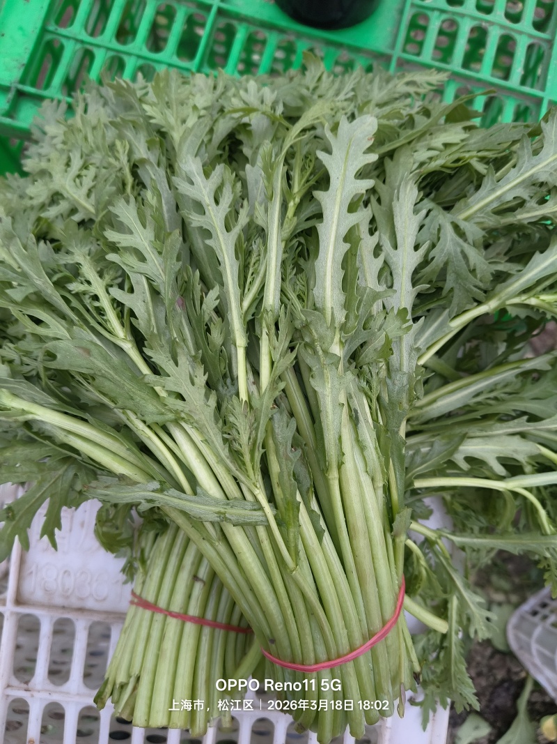 大棚茼蒿