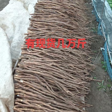 河南纯正铁棍山药（非沙土地）