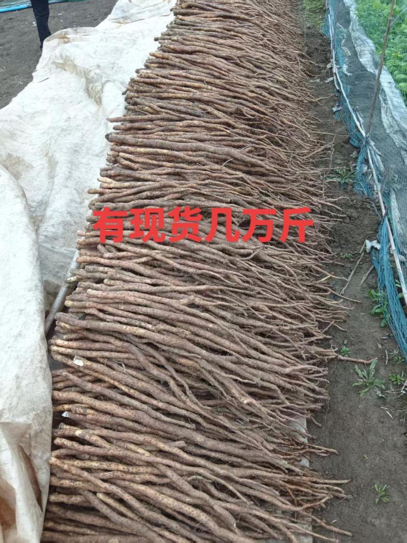河南纯正铁棍山药（非沙土地）