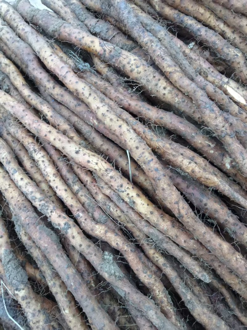 河南纯正铁棍山药（非沙土地）