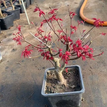 红枫树苗