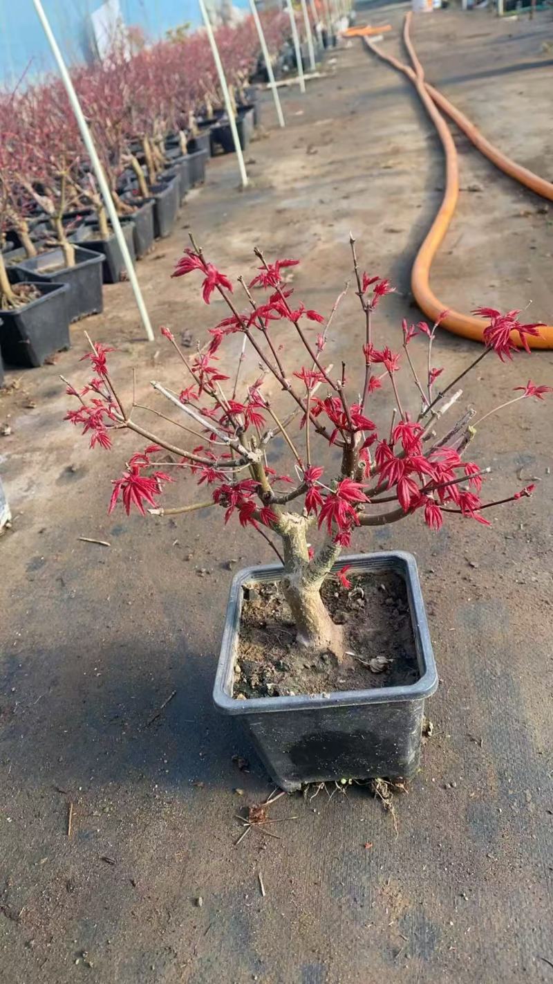 红枫树苗